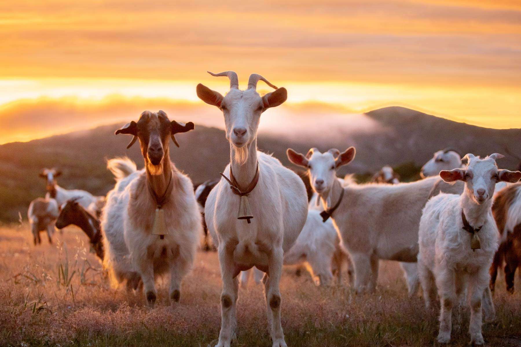 Featured image for “Sardinia – the Paradise Island of Vanlifers and Goats”